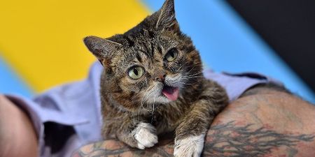 Famous internet cat sensation Lil Bub has died