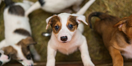 ISPCA urges public not to buy or give puppies as presents for Christmas
