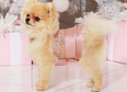 Matching party dresses for you and your dog are now a real-life thing