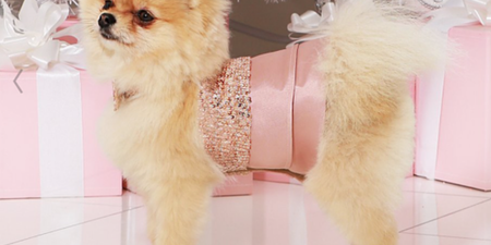 Matching party dresses for you and your dog are now a real-life thing