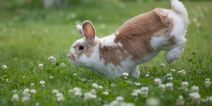 When a rabbit is excited it does a ‘binky’ and more things you need to know today