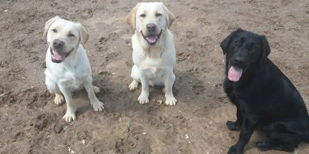 Temporary homes needed for training for guide dogs