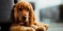 Bella and Simba – These are the dog names most likely to trend in 2020