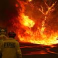 480 million animals feared to have died as Australian bushfires are set to get worse