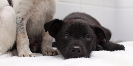DSPCA need forever homes for 4 puppies abandoned just before Christmas