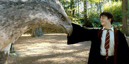 BBC are making a new Harry Potter-themed nature documentary