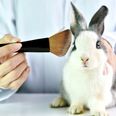 Sale of cosmetics tested on animals banned in California, Nevada, and Illinois