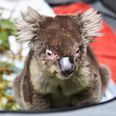 A koala hospital has opened up in a primary school near Adelaide, Australia
