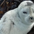 Baby seal rescued off Clare coast, over 2,000 miles away from her Arctic home