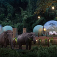 You can now book a night elephant watching in these jungle bubble pods