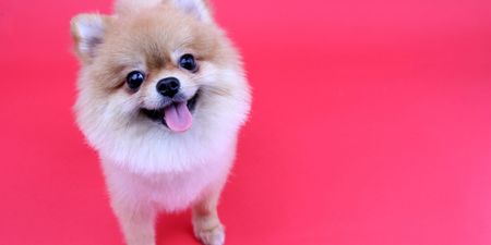 Petmania have launched a Valentine’s Day pamper package for your pooch and it’s TOO cute