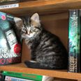 There’s a Canadian bookstore filled with adorable kittens that you can adopt