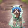 My heart, Penneys just dropped more adorable dog costumes including a lil’ raincoat