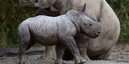 Welcome to the world! A gorgeous little rhino calf has been born at Dublin Zoo