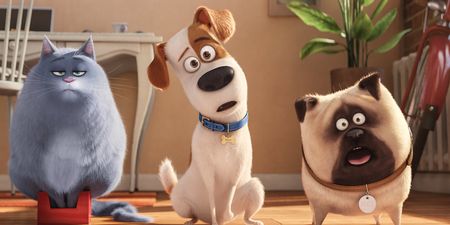 The Secret Life of Pets is on RTÉ One tonight and that’s our Saturday evening sorted