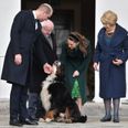 The photo you want to see today is Kate and William meeting Ireland’s first dog
