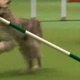 WATCH: Kratu the rescue dog stole the show with hilarious run at Crufts’ agility course