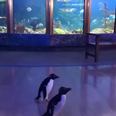 Today’s adorable animal update features penguins roaming around an empty aquarium