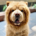 Chowder ‘the bear dog’ is the adorable ball of fluff your Friday needs
