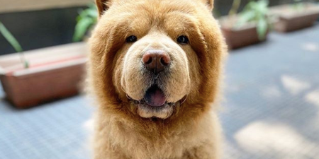 Chowder ‘the bear dog’ is the adorable ball of fluff your Friday needs