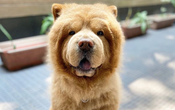 Chowder the bear dog is the adorable ball of fluff your Friday