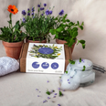 There is an Irish company is selling plants that you can use to grow your own soap