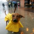 You can now get matching printed rain macs for you and your dog