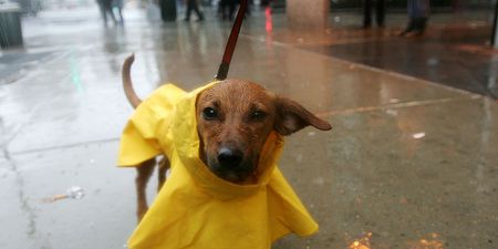 You can now get matching printed rain macs for you and your dog