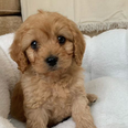Model Joanna Cooper has introduced her new puppy ‘Kevin’ to the world