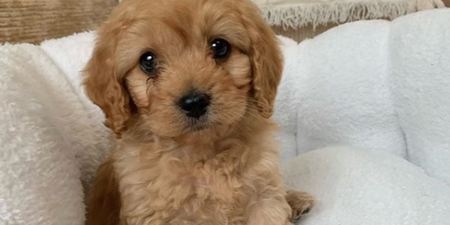 Model Joanna Cooper has introduced her new puppy ‘Kevin’ to the world