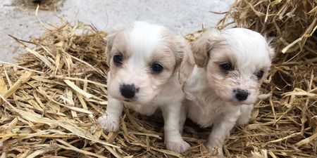 Appeal made for information after 14 dogs stolen in Limerick
