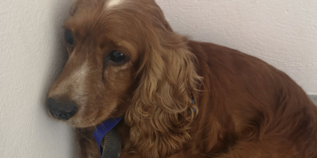 Gardaí seek public’s assistance in returning stolen dog to her home