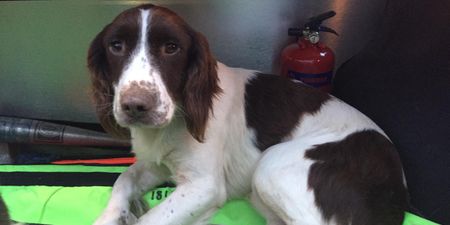 Gardaí appeal to find owner of stolen “nervous” dog, reunite second dog with owner