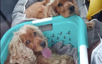 “The nightmare for Topsy and Turvy can finally end” Missing dogs are reunited and it’s the best news