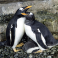 Same-sex penguin couple become proud parents after adopting an egg