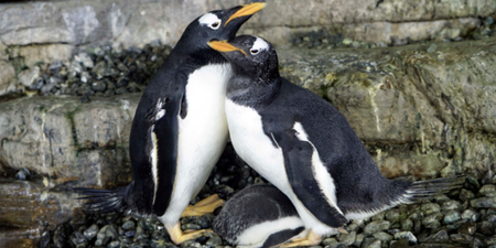Same-sex penguin couple become proud parents after adopting an egg