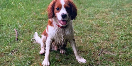 3 Irish dogs to follow on Instagram to brighten up your days