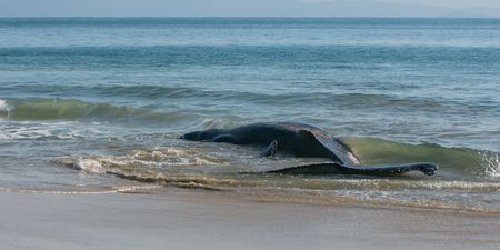 At least 380 whales die in mass stranding off Australian coast
