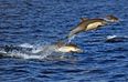 Scientists are seriously worried that dolphins and whales could soon be extinct