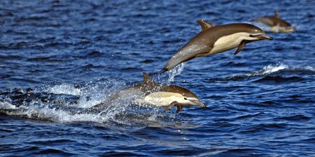 Scientists are seriously worried that dolphins and whales could soon be extinct