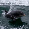 Fungie Facebook page issues statement as other dolphin appears in Dingle harbour