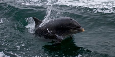 Fungie Facebook page issues statement as other dolphin appears in Dingle harbour