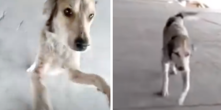WATCH: Dog missing for months cries when his dad finds him