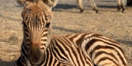 Baby zebra dies after being scared by fireworks