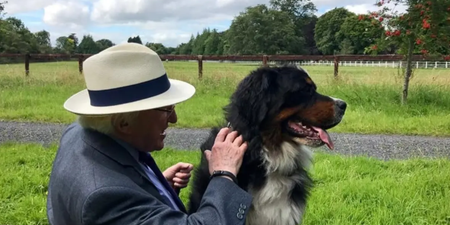 Good news: President Michael D Higgins is getting a new pony