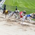 Motion to phase out greyhound racing funding to be put to Dáil this week