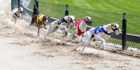 Motion to phase out greyhound racing funding to be put to Dáil this week
