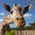 Baby giraffe named ‘Margaret’ in honour of first woman to receive Covid vaccine