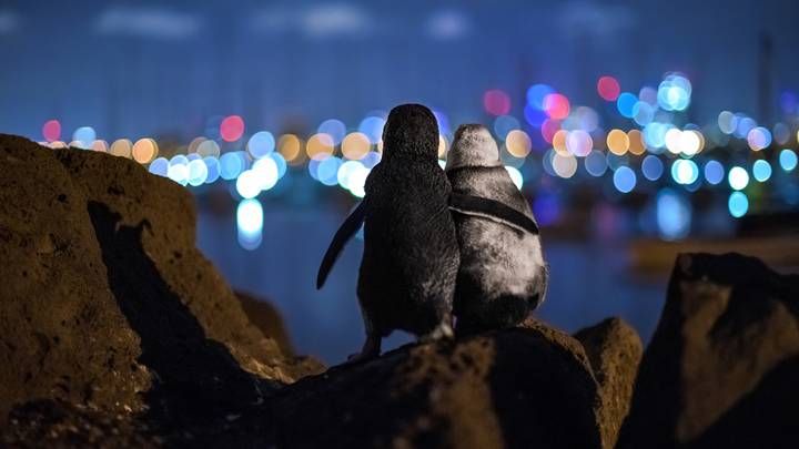 Penguins comforting each other wins best picture of the year - and  deservedly so 