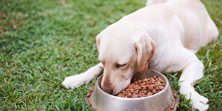 Pet foods recalled after 70 dogs die in US